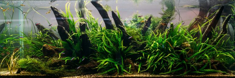 Aquarium algae, elements of flora in fishbowl