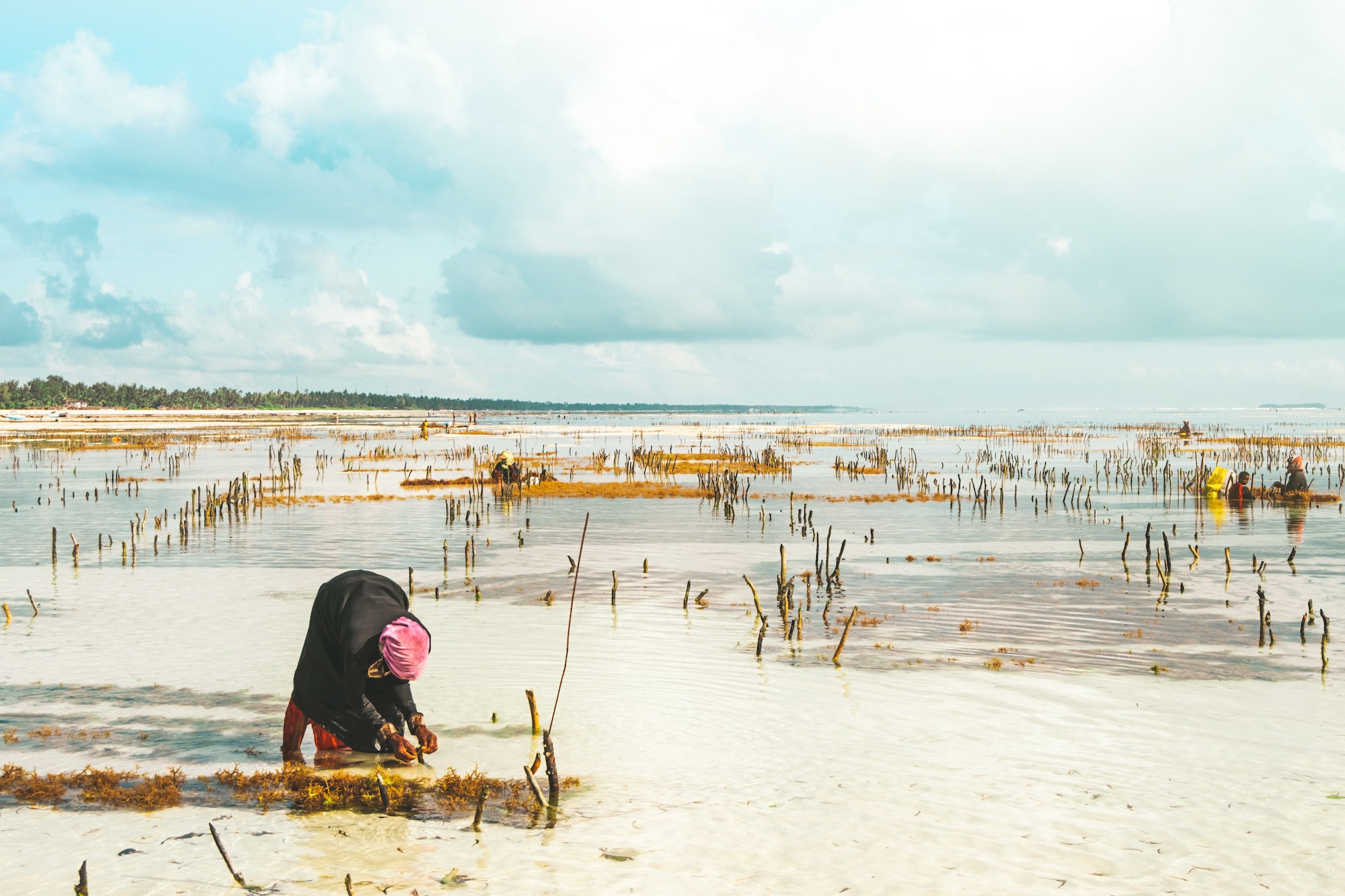 Beautiful seascape with algae farms on the island of Zanzibar.