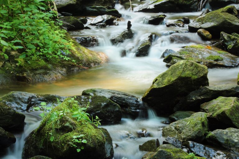 Downstream shot at Anna ruby falls.