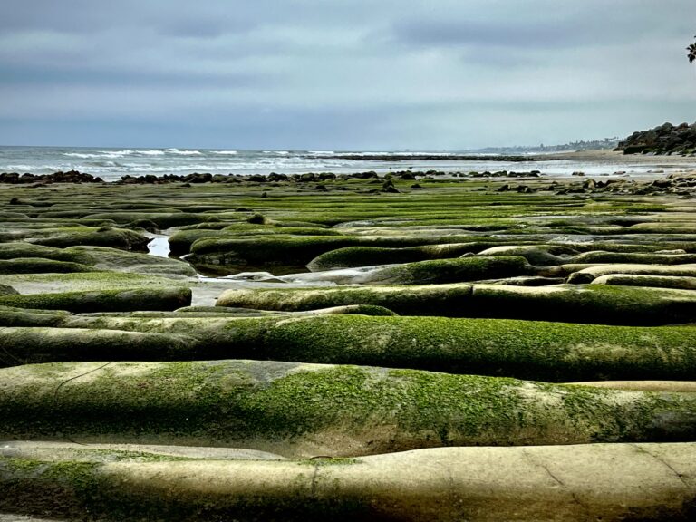 Long smooth algae covered rock formation at low tide