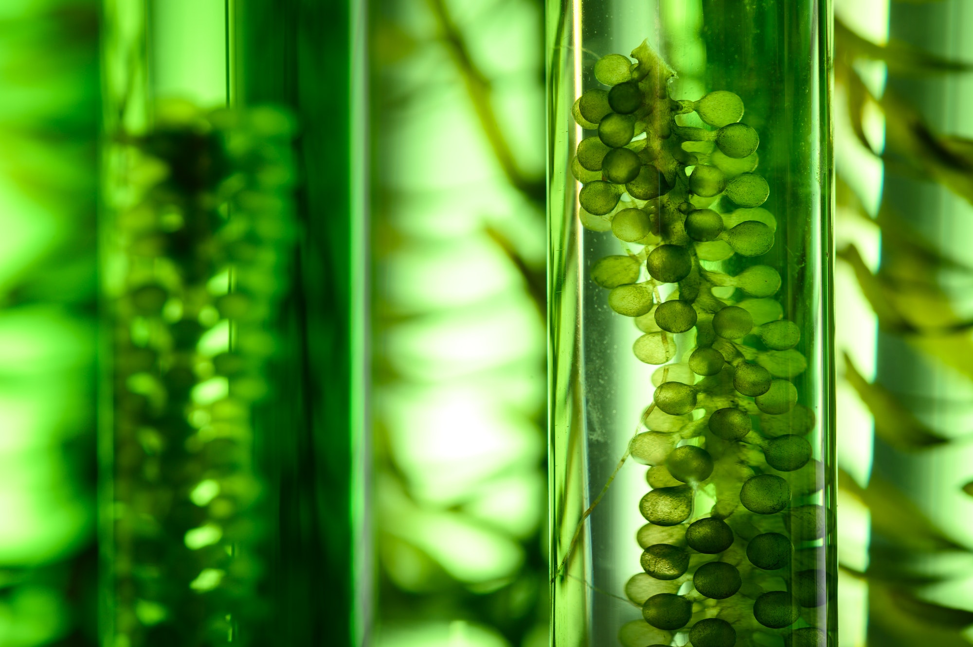 Photobioreactor in Algae fuel biofuel industry, sustainable energy concept