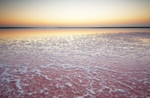 Salt and Brine of a pink lake, colored by microalgae Dunaliella salina at sunset