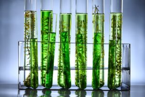 algae biofuel tube in biotech laboratory, Photobioreactor in lab algae fuel biofuel industry