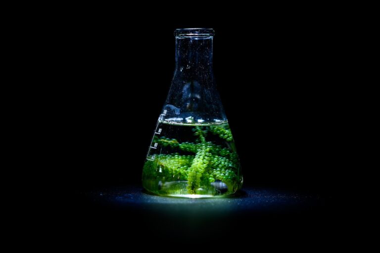 Algae seaweed in science experiments, laboratory research