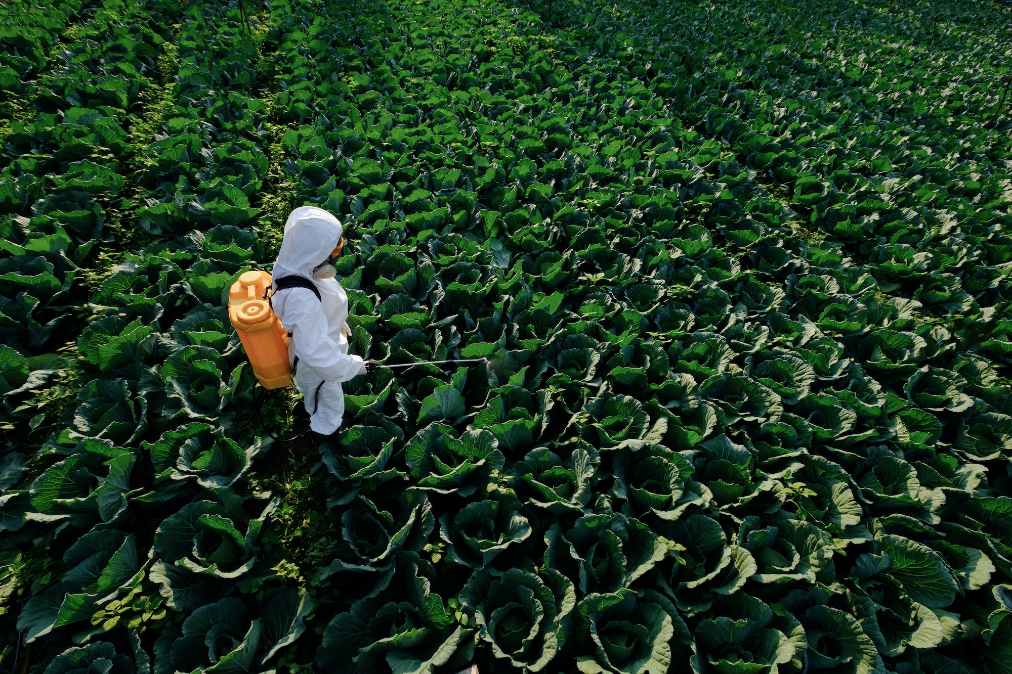 Female gardener in a protective suit and mask spray fertilizer