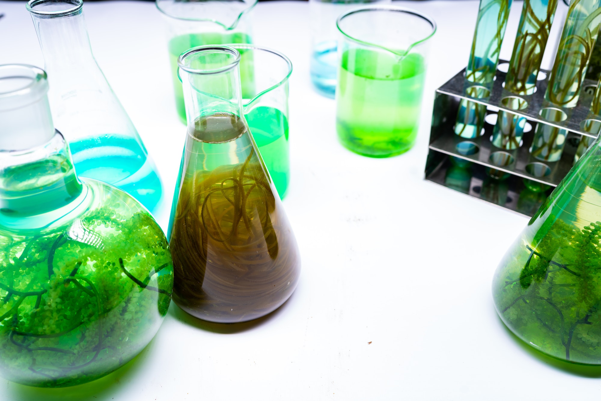 green alga laboratory research, alternative biofuel energy technology, biotechnology concept